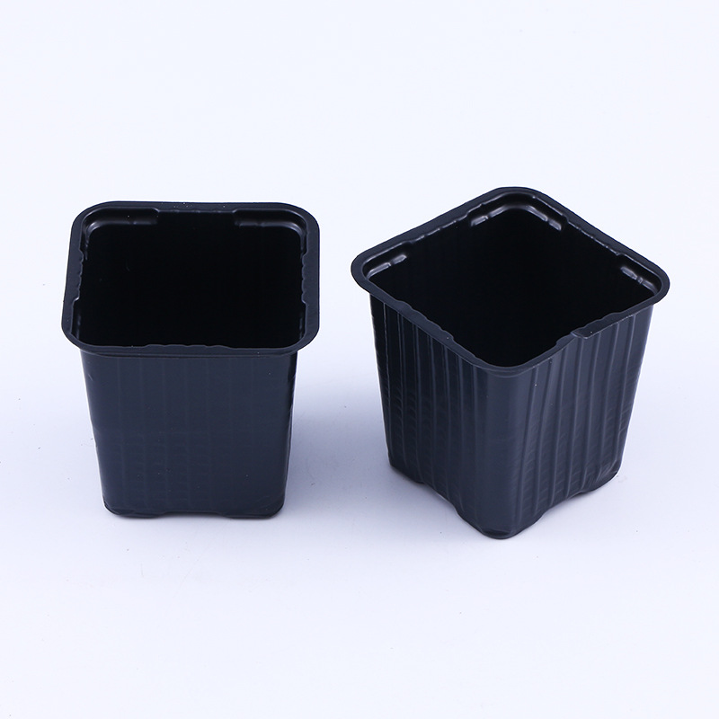 square blister black pp seeding pot