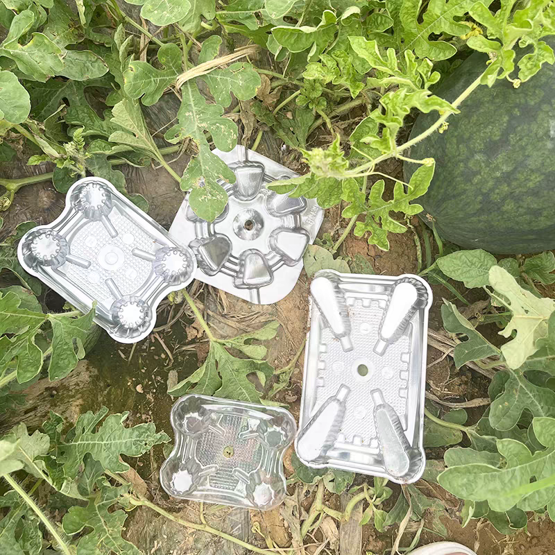 clear disposable tray for melon