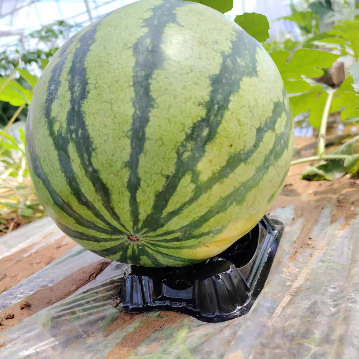 Customized Hami melon support tray