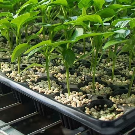 nursery tray deep seeding plastic tray garden plastic seeding nursery tray with holes