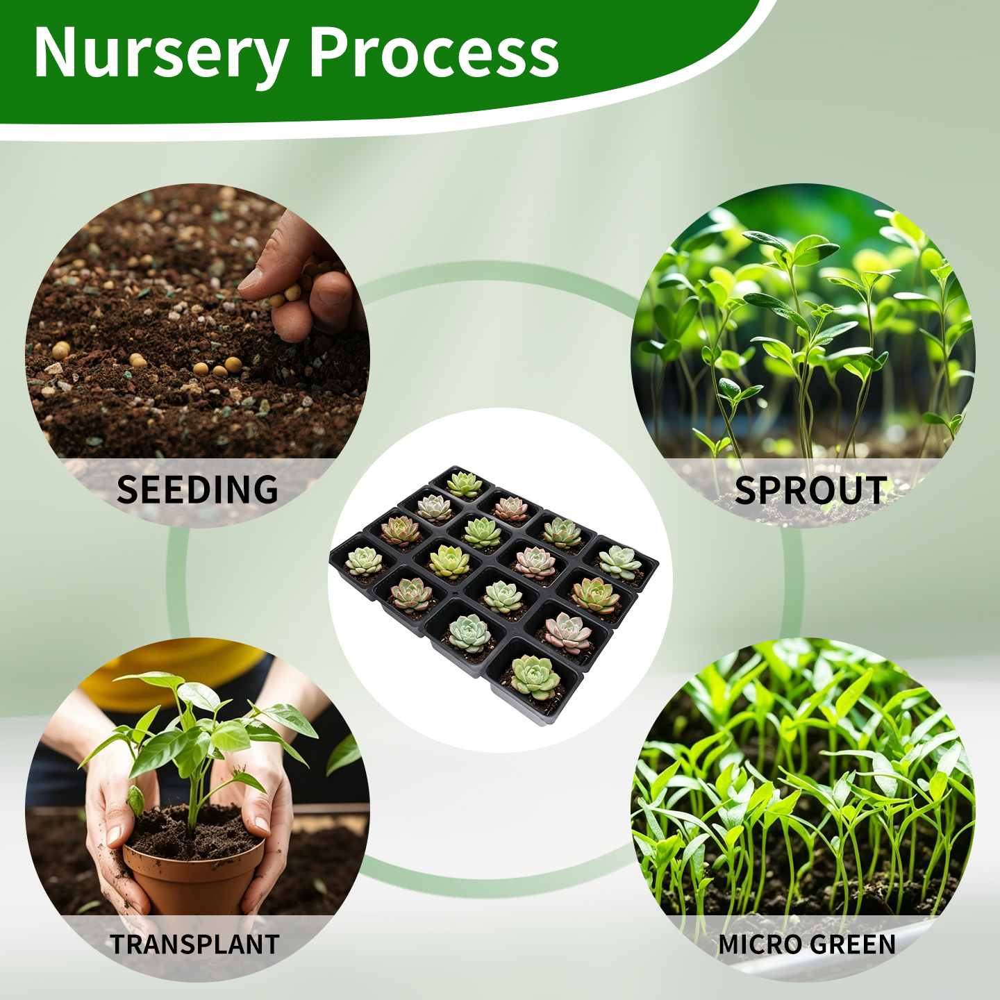 black greenhouse micro seedling growth tray
