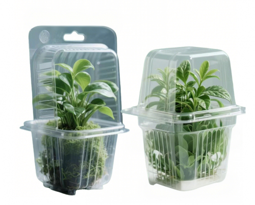 Emballage blister intégré dégradable pour plantes avec trous de suspension et boîte de transport de plants haute transparence